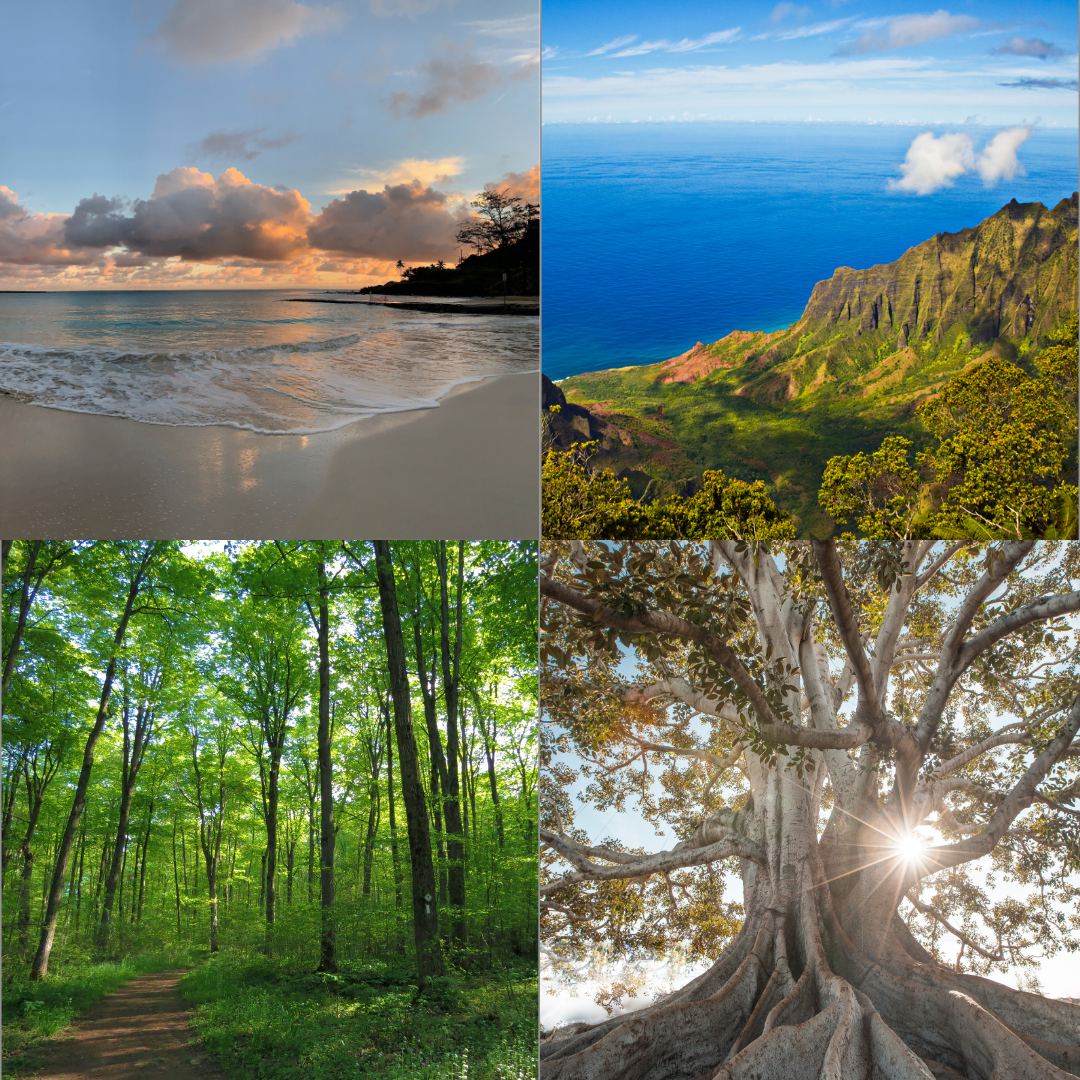 Collage of four nature scenes: a beach with waves and sunset, a mountain and ocean view with green cliffs, a lush forest with a dirt trail, and a large tree with the sun shining through its branches.