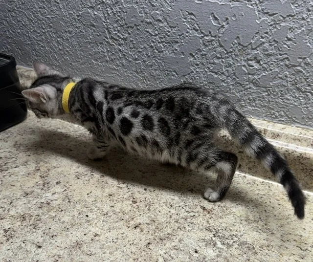   AVAILABLE Yellow Collar Female