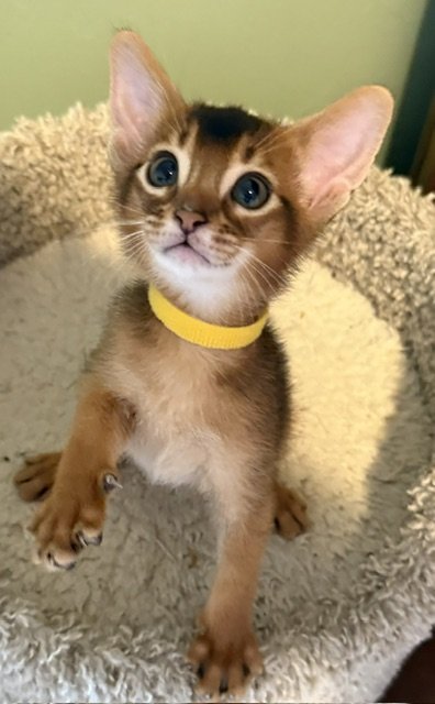 Yellow collar Male