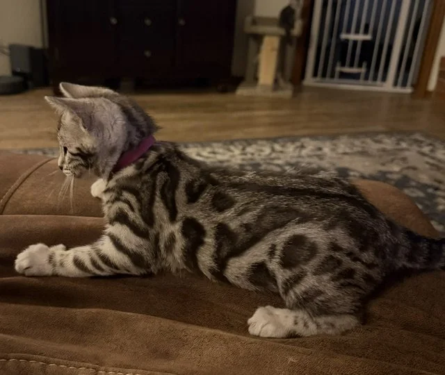 AVAILABLE Pink Collar Female