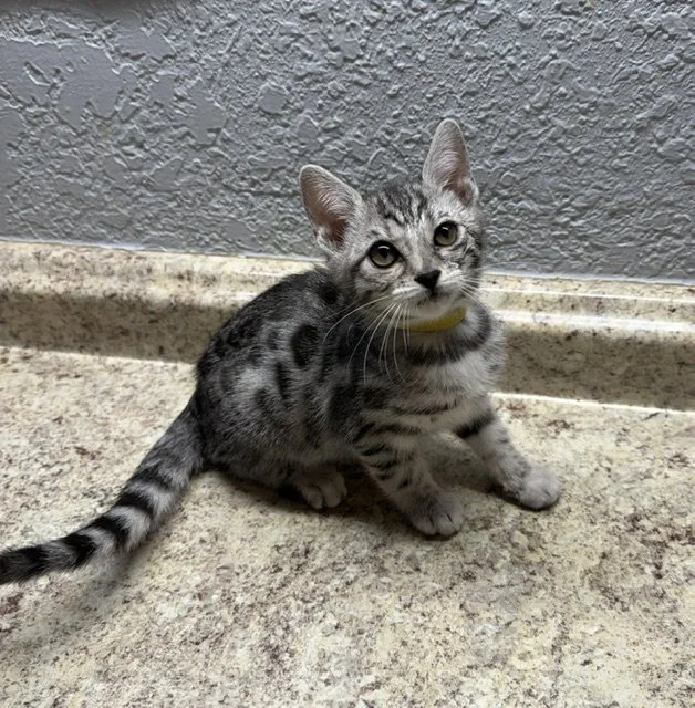   AVAILABLE Yellow Collar Female