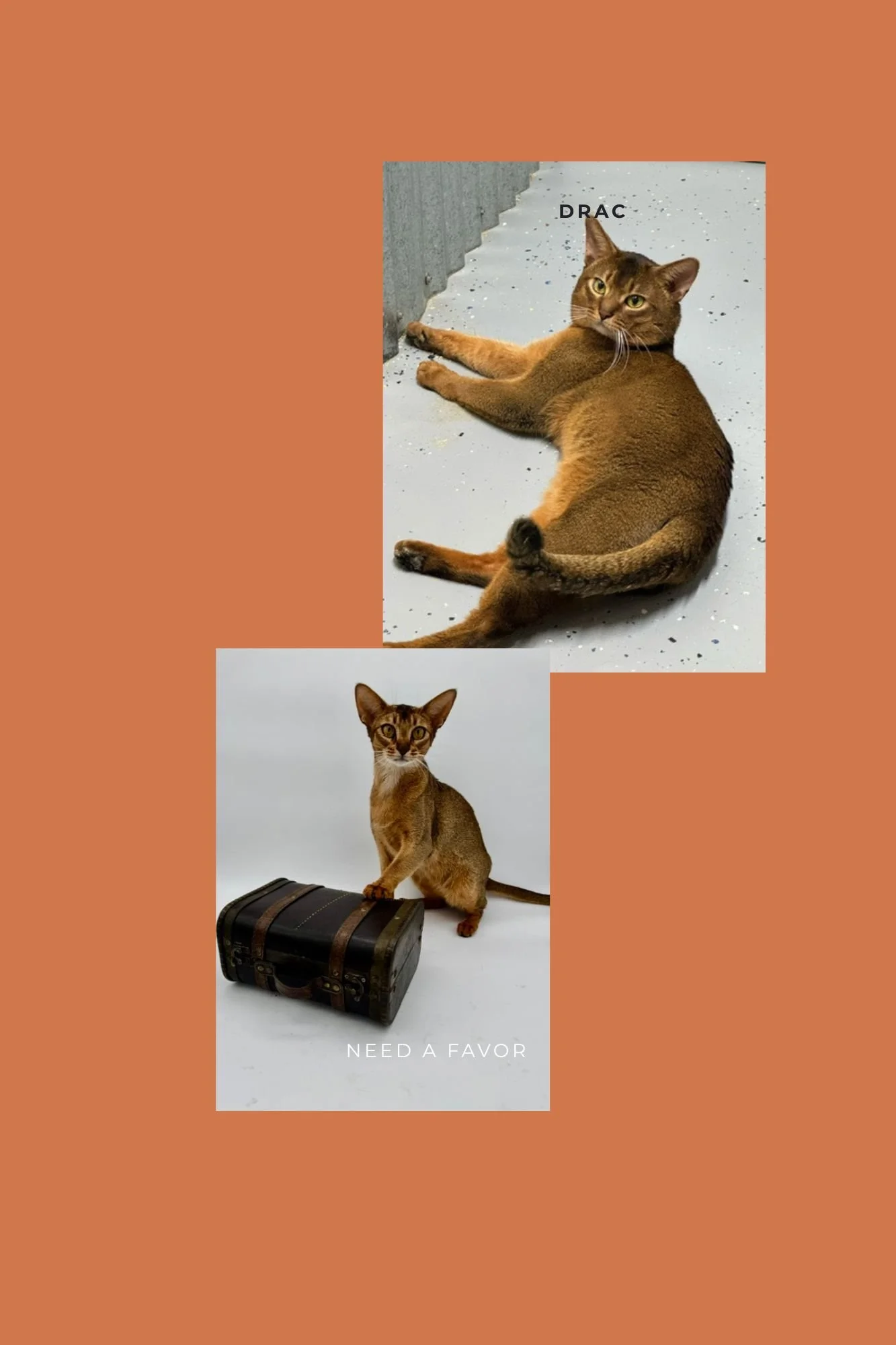 RW TGC PIerremont Need A Favor x N Woods Aby's Pacific Ring Of Fire , Litter D
