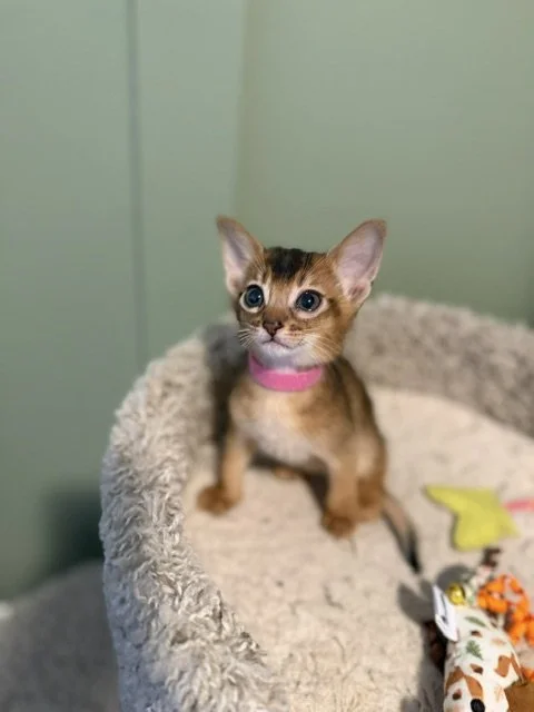 Pink Collar Female little spit fire