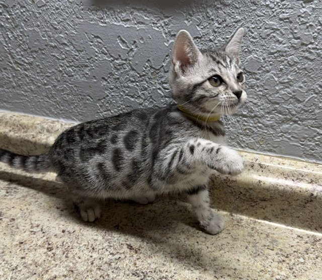   AVAILABLE Yellow Collar Female