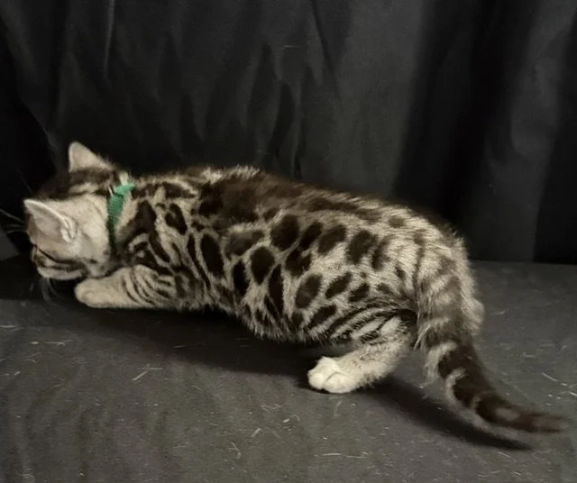 Green Collar Male