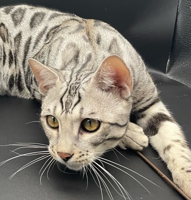 Gray striped cat lying on a black surface with a stick near its paw.