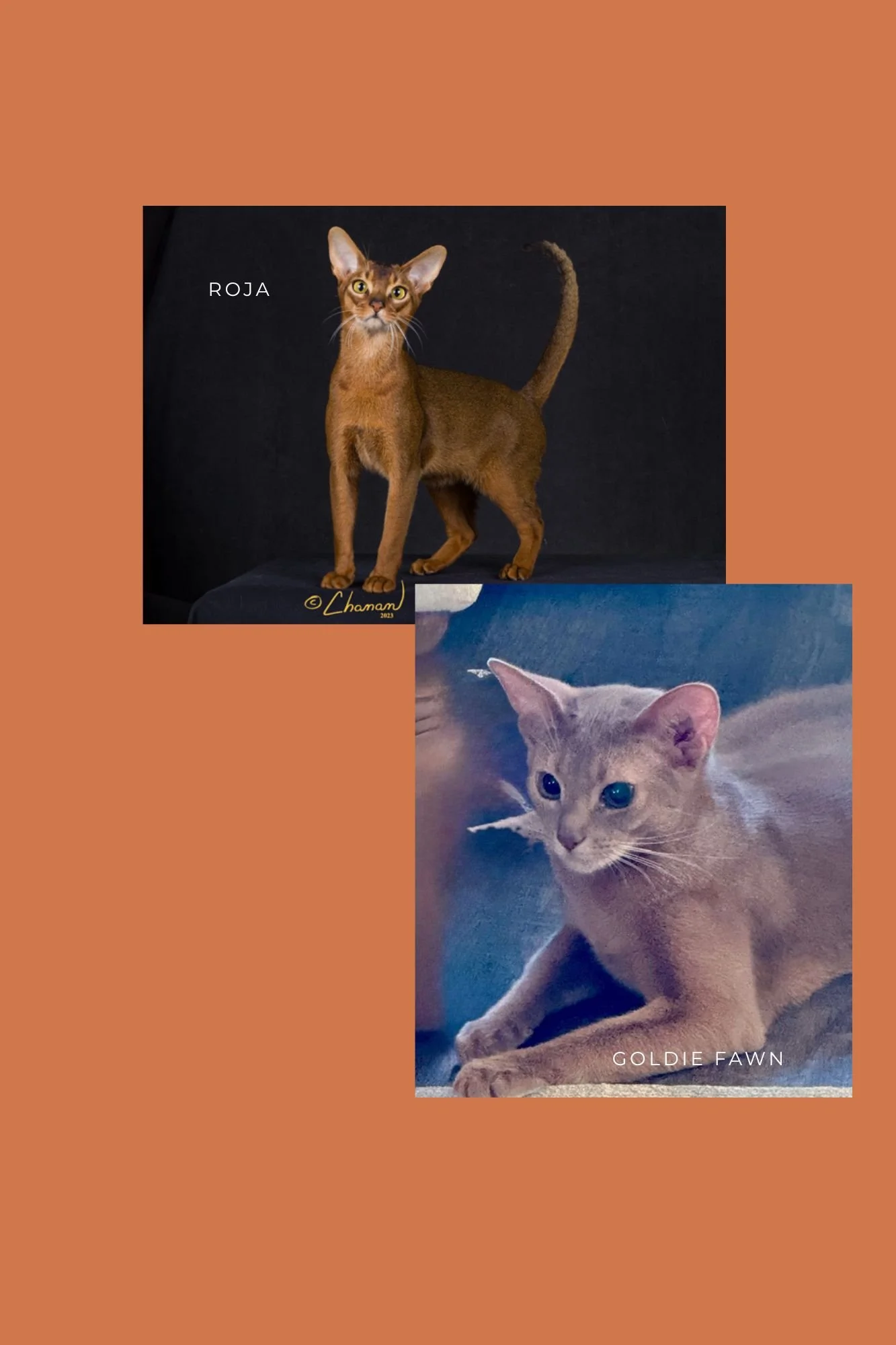 RW  PureAbby's Goldie Fawn & RW SGC Glendoveer Luna Roja, Litter A