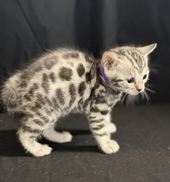 Purple Collar Female