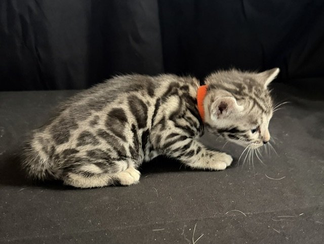 Orange Collar Male
