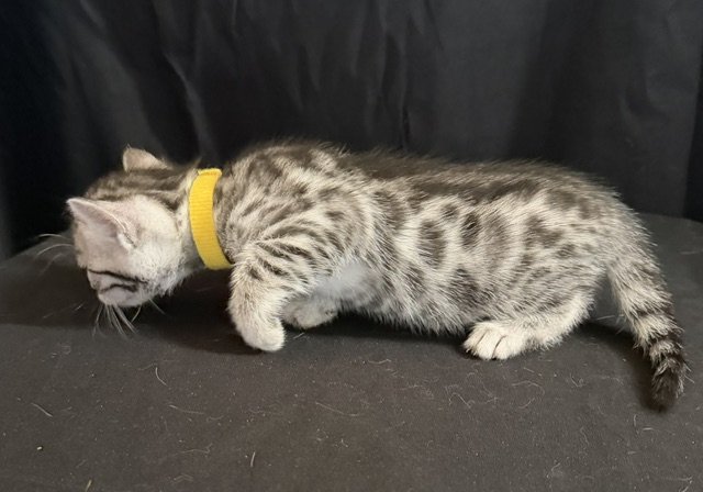 Yellow Collar Female