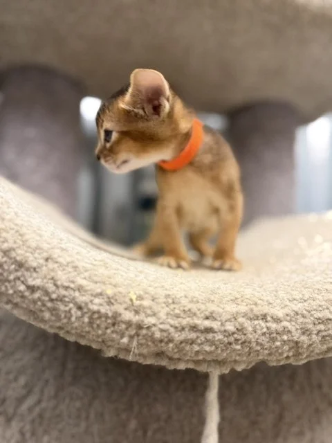 Orange Collar Male