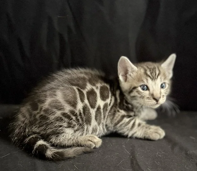 would be nice addition to breeding program