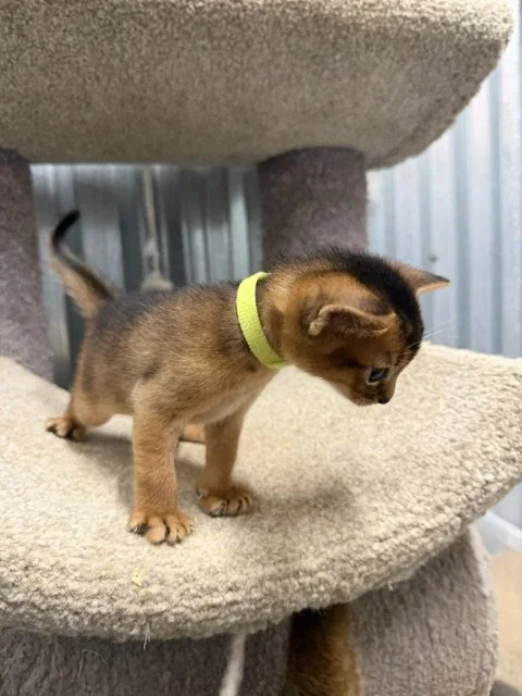 Lime green collar Male