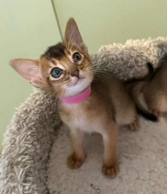 Pink Collar Female 