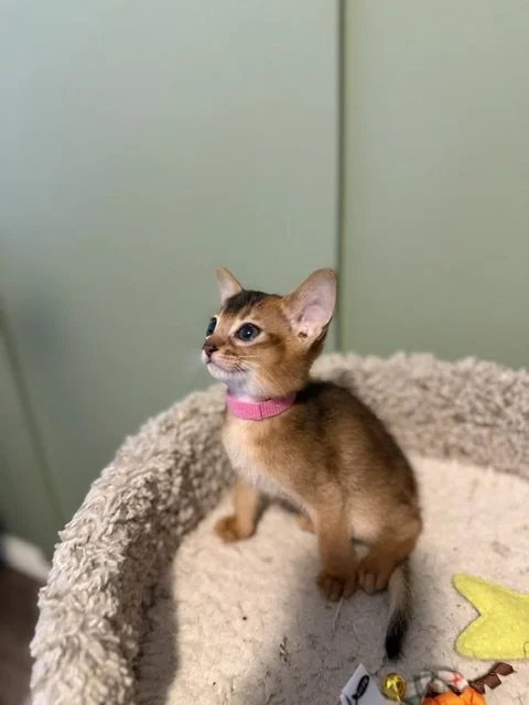 Pink Collar Female 