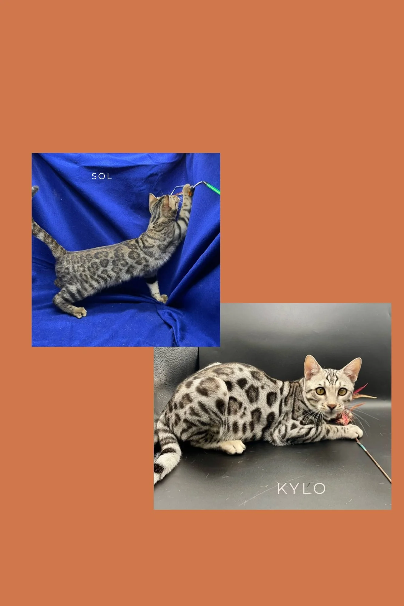 Sol & Kylo, Litter 2