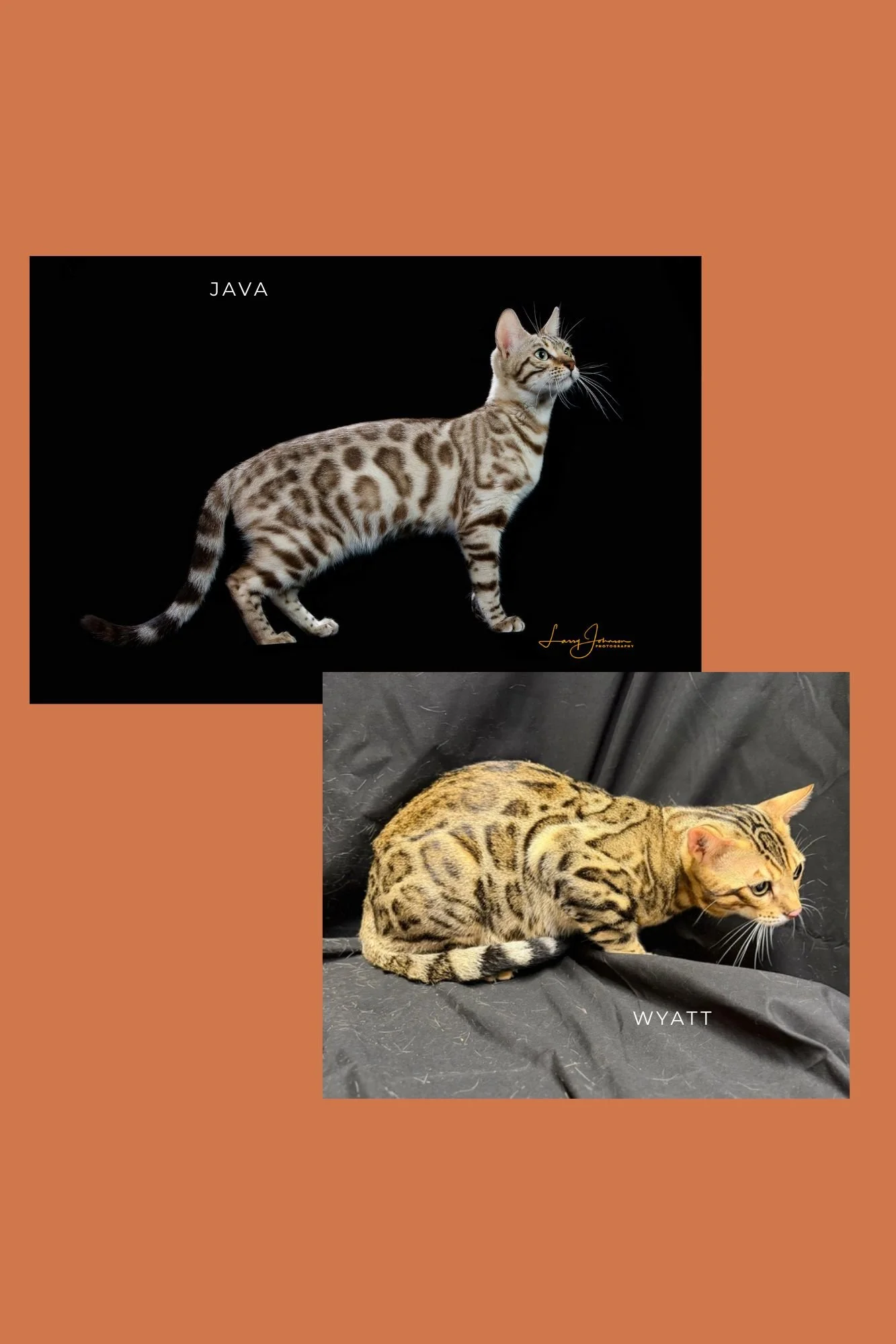 CH Lunakatz Java x Lunakatz Wyatt, Litter 3