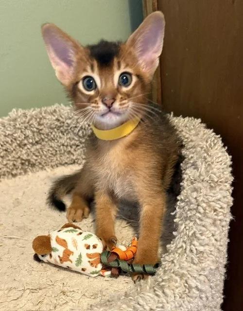 Yellow collar Male
