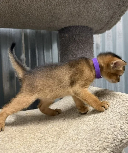 Purple Collar Female 