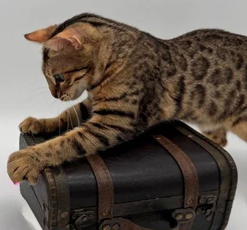 A tabby cat with striped fur lying on a black vintage-style chest with leather straps.