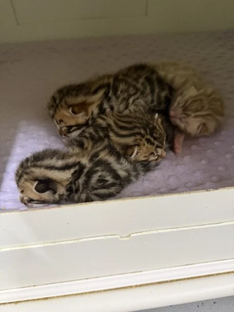 Three males one female