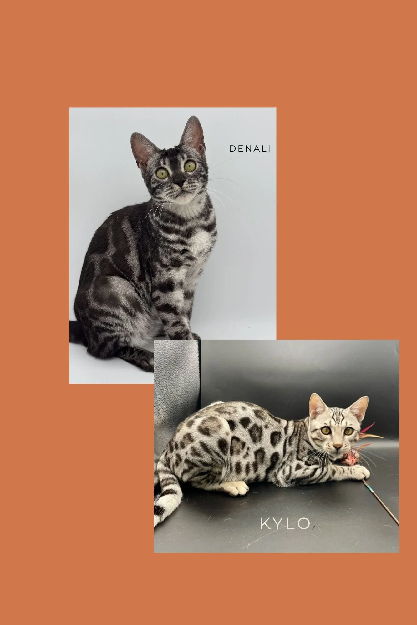 Denali & Kylo, Litter 1
