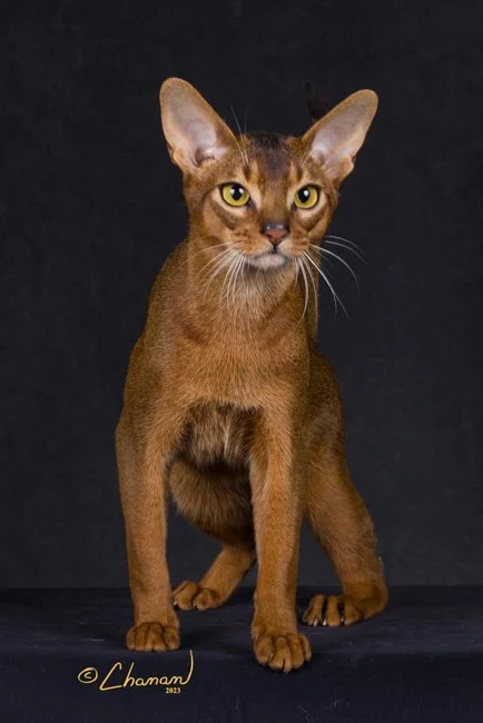A brown Abyssinian cat sitting against a black background.