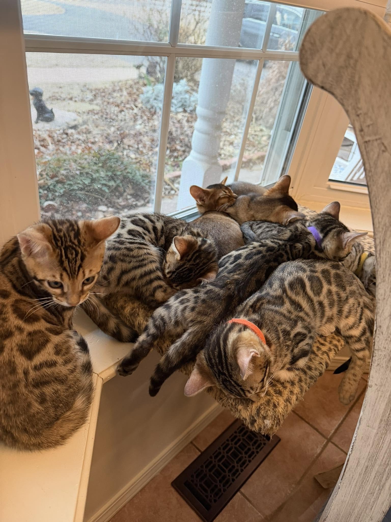Several tabby cats with different markings and collar colors are sleeping together on a windowsill and a furry cushioned surface by a window with a mesh screen, overlooking an outdoor yard with leaves and a white porch column.