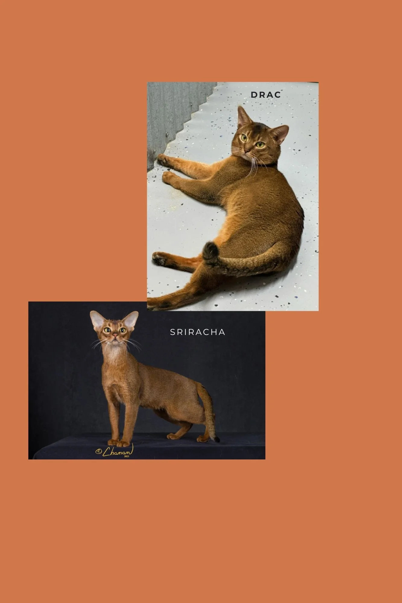 CH Glendoveer Sriracha x  N Woods Aby's Pacific Ring of Fire (Drac), Litter C