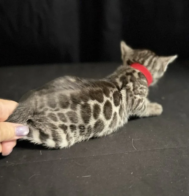 Red Collar Male Reserved for another breeding program
