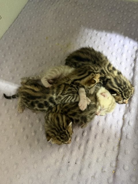 Three males one female
