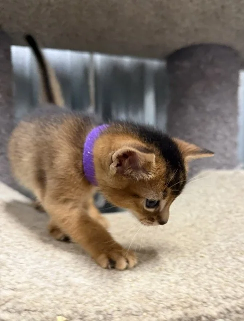 Purple Collar Female 