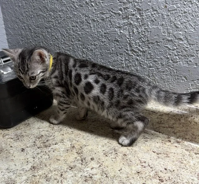   AVAILABLE Yellow Collar Female