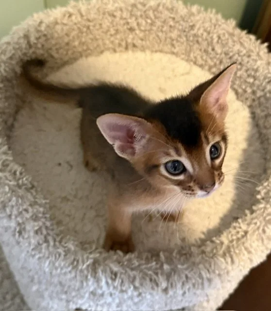 Yellow collar Male