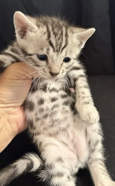 nice spotted belly