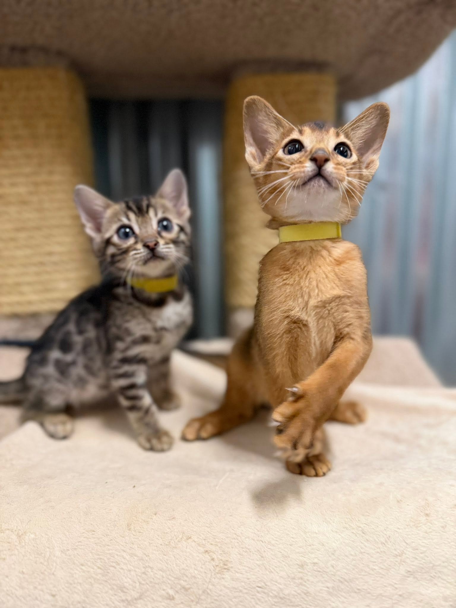 Two kittens, one with a tabby coat and the other with an orange coat, are under a piece of furniture on a beige carpet. The orange kitten is in focus and has a yellow collar.