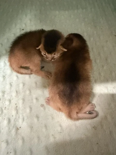 Two Ruddy Females