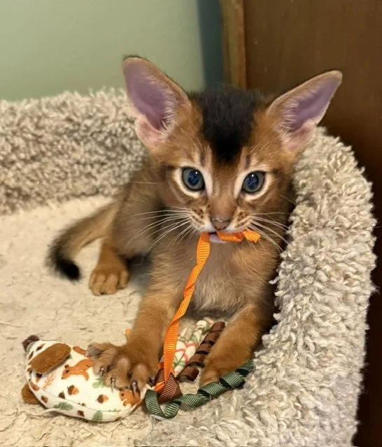 Yellow collar male super playful and confident