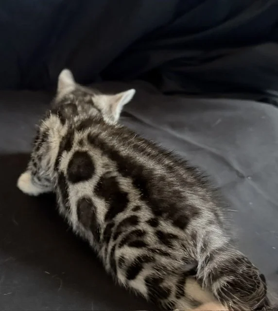 wonderful black spotted pattern