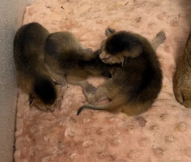 Two females one Male