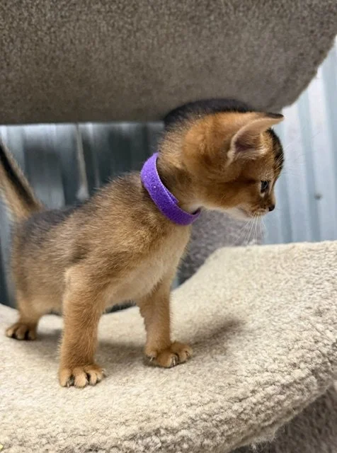 Purple Collar Female 