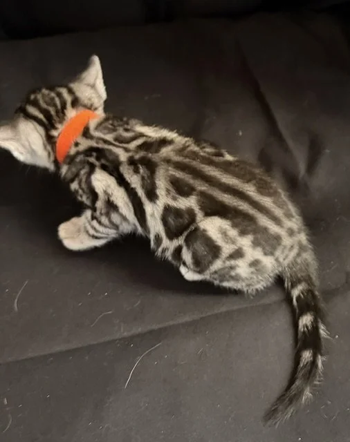 Orange Collar male
