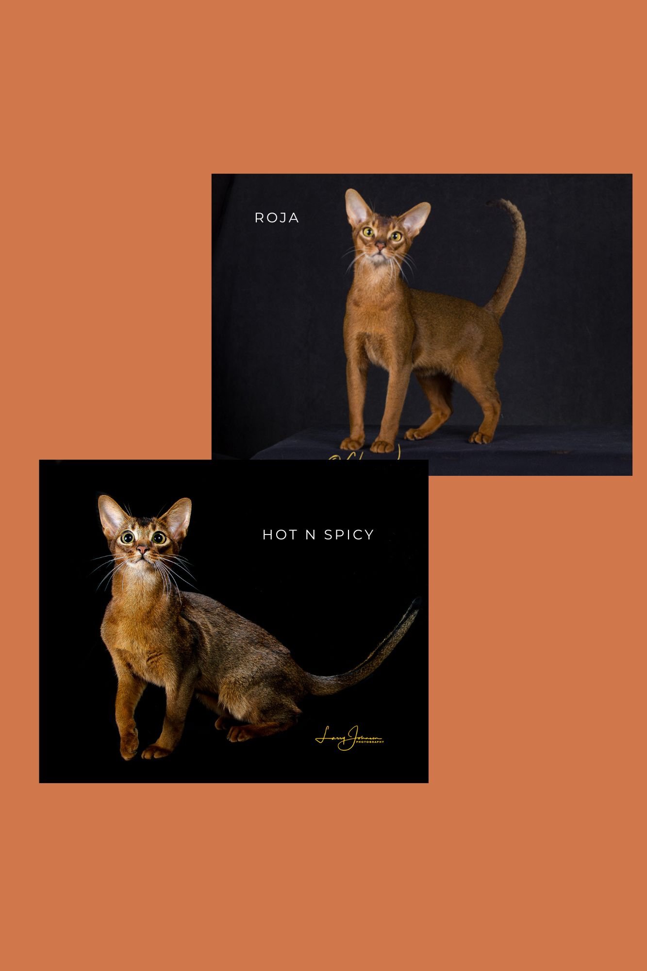IW BW SGC Lunakatz Hot N Spicy x RW SGC Glendoveer Luna Roja Litter B