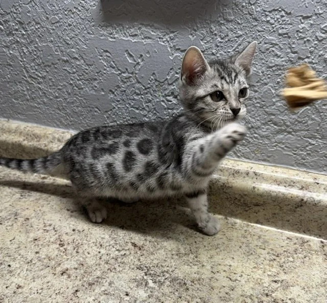   AVAILABLE Yellow Collar Female