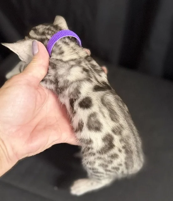 Purple collar female