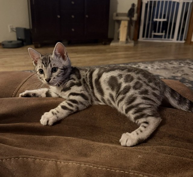 AVAILABLE Pink Collar Female