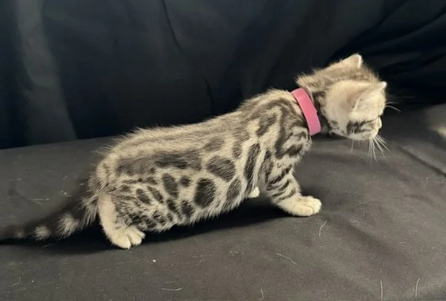 Pink Collar Female