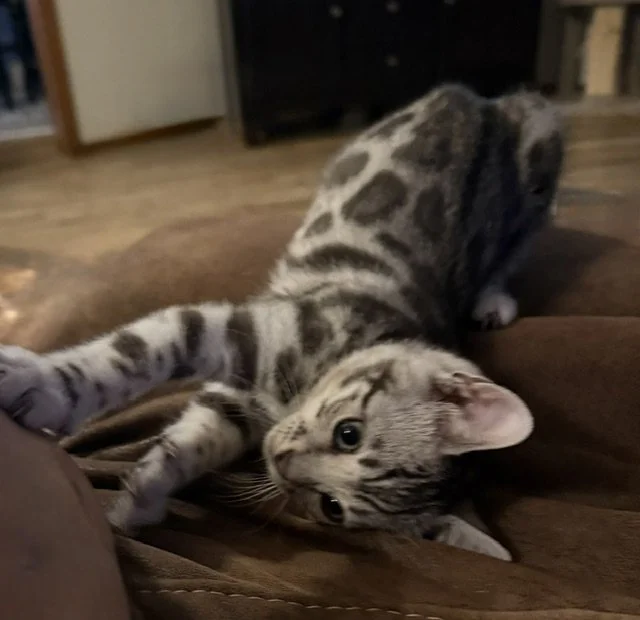 AVAILABLE Pink Collar Female