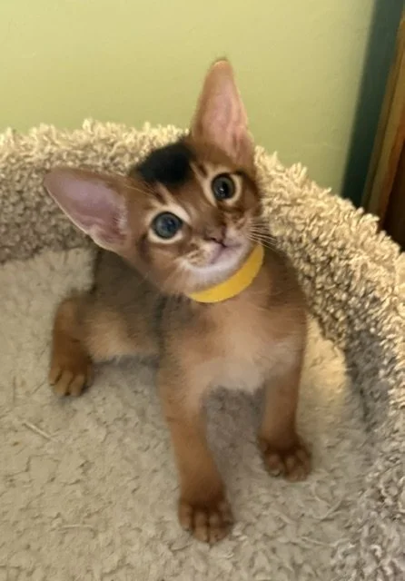 Yellow collar Male