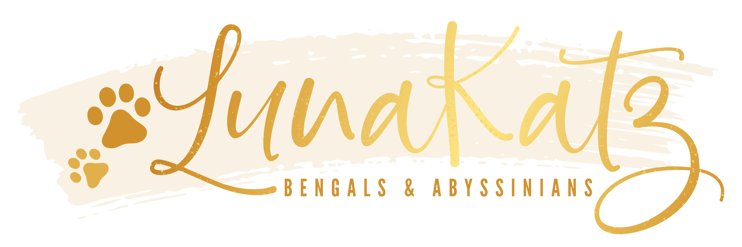 LunaKatz Bengals &amp; Abyssinians